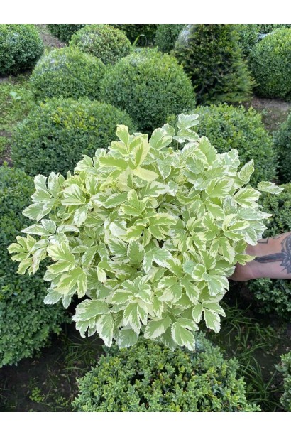 Снить звичайна Варієгата - 3л/вис.20-30см/Ø30-40см